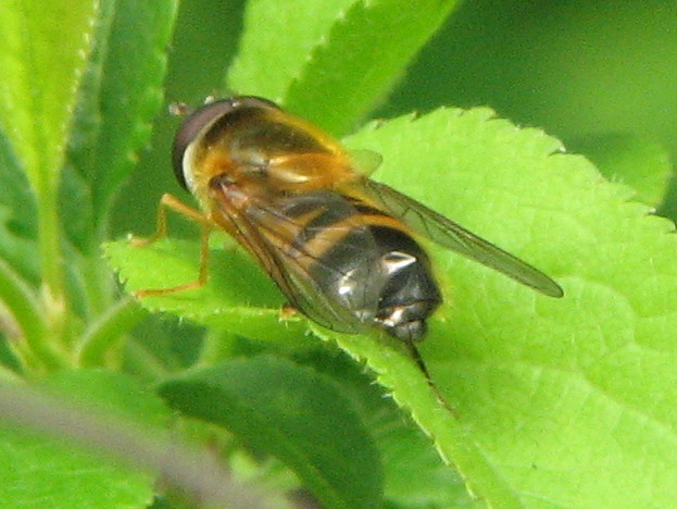 Syrphide contuso: Epistrophe eligans M.